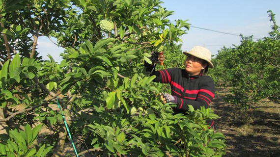 Tây Ninh Province to continue looking for investment in agriculture